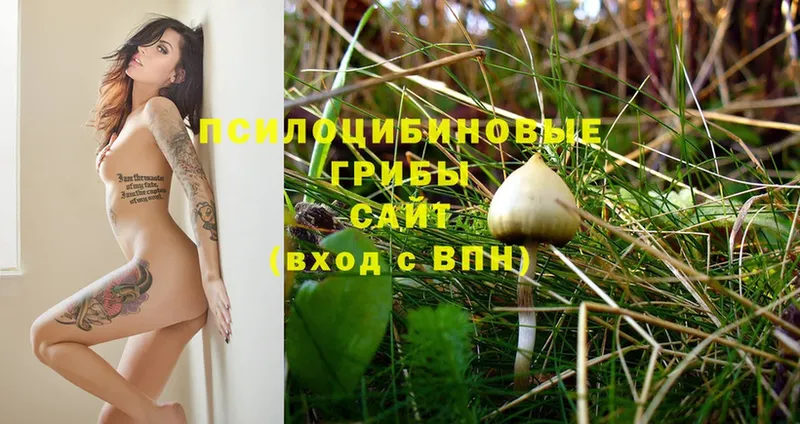 Галлюциногенные грибы Psilocybe  Фролово 